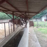 فروش ۵۰۰۰ متری صنعتی و تجاری خشکنودهان|فروش دفتر صنعتی، کشاورزی، تجاری|ماکلوان, |دیوار