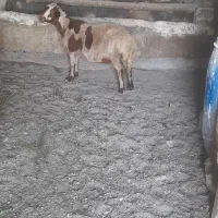 میش