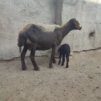 میش بره دار