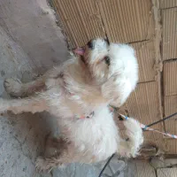 سگ پا کوتاه