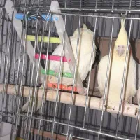 عروس پاریس|پرنده|حمیدیه, |دیوار