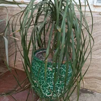 گل های زیبا|گل و گیاه طبیعی|شیراز, باغ تخت|دیوار