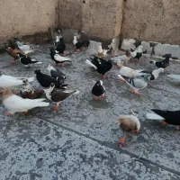 کبوتر دسته اولی رنگی