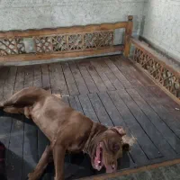 پیتبول|سگ|برازجان, |دیوار