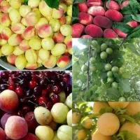نهال هلو انجیری خونی