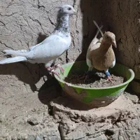 کبوتر هفت رنگ|پرنده|جوین, |دیوار