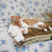 واگذاری دو گربه dsh