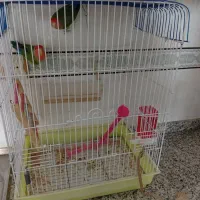 یکجفت کوتوله برزیلی نر و ماده