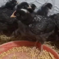 فروش جوجه پلیموت|حیوانات مزرعه|قائمشهر, |دیوار