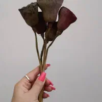 گل خشک|گل و گیاه طبیعی|تهران, شکیبا|دیوار