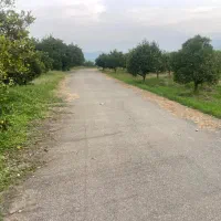 فروش فوری ۳۵۰۰ متر  زمین ، باغ پرتقال