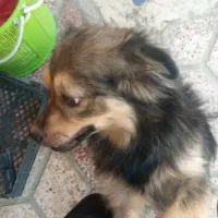 سگ باهوش|سگ|برازجان, |دیوار