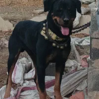 سگ روتیلر یسر آمریکا درجه ۱|سگ|فلاورجان, |دیوار