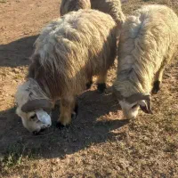 قوچ برایه داشت