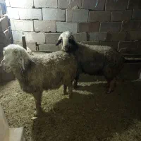 3عددمیش|حیوانات مزرعه|لردگان, |دیوار