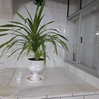 گل پاندانوس