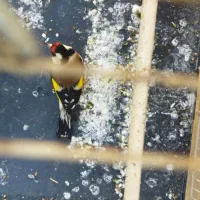 سهره چهارگل رسمی بروجرد|پرنده|مشهد, مشکینی (شهرک غرب)|دیوار