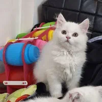 گربه برتیش چینچیلا لانگ هیر