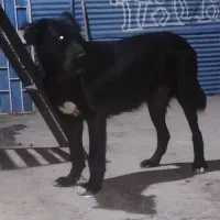 سگ ماده