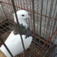 کبوتر طوقی ماده|پرنده|آستانه اشرفیه, |دیوار