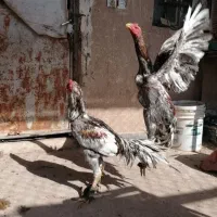 اوشامو|حیوانات مزرعه|هشتگرد, تهران دشت|دیوار