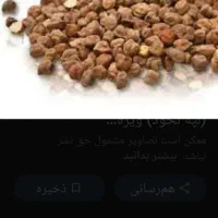 نخود لپه سیاه