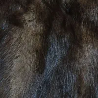 پالتو ...طبیعی