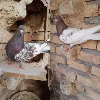 کله هفترنگ با کله سرخ