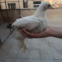 جوجه برهما