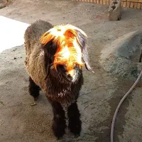 گوسفندبختیاری اصلی|حیوانات مزرعه|شیراز, احمدی جنوبی|دیوار