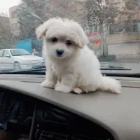 واگذاری فوری توله پامرانین