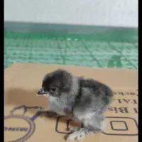 فروش فوری جوجه های ۵روزع نژاد براهما|حیوانات مزرعه|رویان, |دیوار