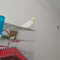 عروس هلندی سخنگو|پرنده|الیگودرز, |دیوار