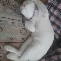 گربه ماده|گربه|اصفهان, خرم|دیوار