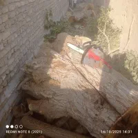 خرید چوب باغات به صورت نقد بالاترین قیمت