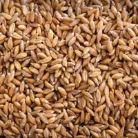 ترتیکاله ، جو ، گندم