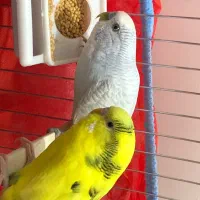 عروس هلندی و مرغ عشق