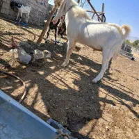 نری گلابی فروشی