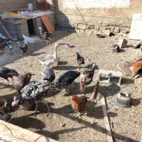 فروش بوقلمون بدلیل نیازمالی|حیوانات مزرعه|لیلان, |دیوار