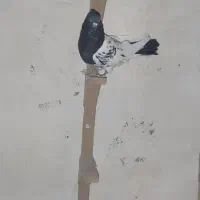 کبوتر کله سیاه