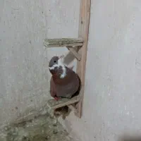 کبوتر پرشی|پرنده|مشهد, کشف|دیوار