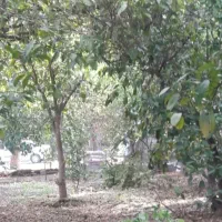 راهنمایی درموردفروختن باغچه