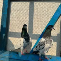 کبوتر پرشی|پرنده|ماسال, |دیوار