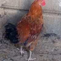 خروس