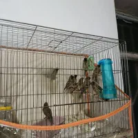 گلبسر زیر قیمت|پرنده|الیگودرز, |دیوار