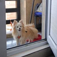 پامرانین روباهیی