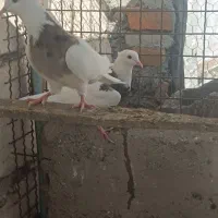 فروش کبوتر