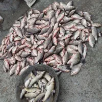 فروش ماهی سیم کپور عمده وخرده