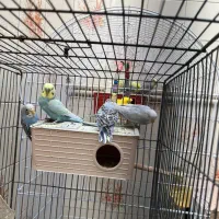 مرغ عشق و عروس هلندی و همستر