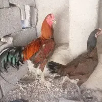 مرغ و خروس لاری